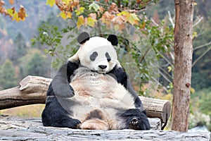 Close up Giant Panda, Shenshuping, Wolong Panda Base photo