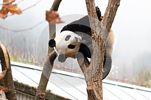 Close up Giant Panda, Shenshuping, Wolong Panda Base photo