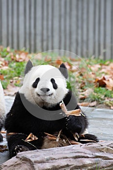 Close up Giant Panda, Shenshuping, Wolong Panda Base photo