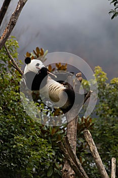 Close up Giant Panda, Shenshuping, Wolong Panda Base photo