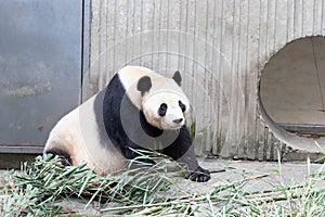 Close up Giant Panda, Shenshuping, Wolong Panda Base photo