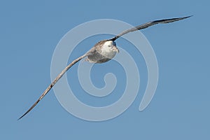 Close-up of a Giant Petrel (Macronectes giganteus) in flight over the Southern Ocean of AntarcticaSea