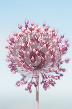 Close up of giant pink garlic flower against the blue sky blooming during spring time