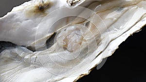 Close Up of Giant Raw Fresh Oyster on Half Shell on Black Background