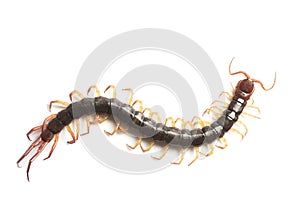 Close up the Giant red Centipede dangerous animal on white background.