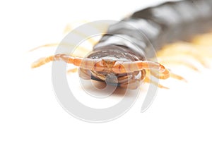 Close up the Giant red Centipede dangerous animal on white background.