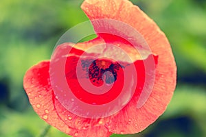 Close up of a giant red  velvet poppy flower. Remembrance poppy. Selective focus