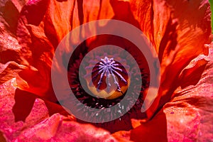 Close up of a giant red vivid red velvet poppy flower.