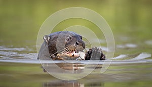 Close up of a Giant River Otter eating a fish in water