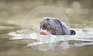 Close up of a giant river otter swimming in a river on a summer day