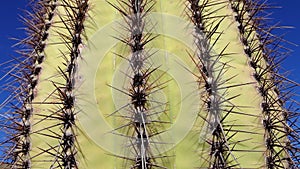 Close-up, Giant Saguaros Carnegiea gigantea at Hewitt Canyon near Phoenix. Organ Pipe Cactus National Monument, Arizona USA