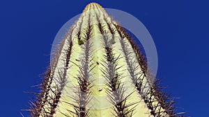 Close-up, Giant Saguaros Carnegiea gigantea at Hewitt Canyon near Phoenix. Organ Pipe Cactus National Monument, Arizona USA