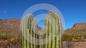 Close-up, Giant Saguaros Carnegiea gigantea at Hewitt Canyon near Phoenix. Organ Pipe Cactus National Monument, Arizona USA