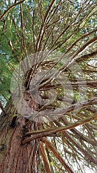 close up on giant sequoia, sequoiadendron giganteum photo