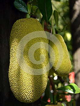 Close up giant in shape of unripe jackfruits hanging on the tree, jack tree, tropical fruits, scientific name Artocarpus