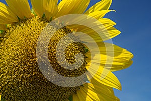 Close Up of a Giant Sunflower
