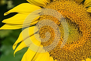 Close-up of Giant Sunflowers