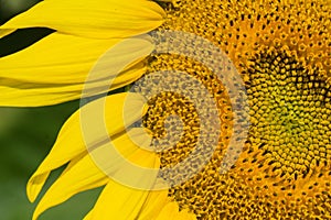 Close-up of Giant Sunflowers