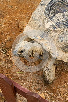 Close-up of a giant tortoise, Sulcata tortoise