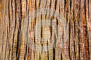 Close Up of giant tree Bark