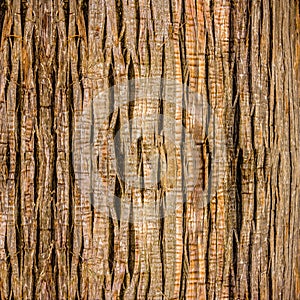 Close Up of giant tree Bark