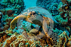 Close up of a giant turtle in the sea, red sea