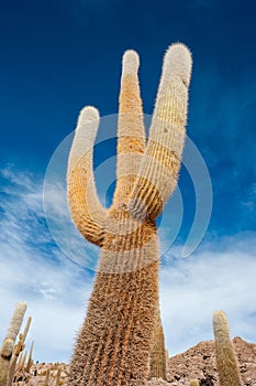 Close up of gigantic cactus Cardon Cactus Trichocereus pasacana at Cactus island in Uyuni Salt Flat, Salar de Uyuni, world`s