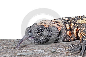 Close up of a Gila Monster on Rock isolated on white