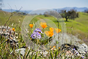 Close up of Gilia wildflowers, blurred poppies in the background, Henry W. Coe State Park, California; selective focus
