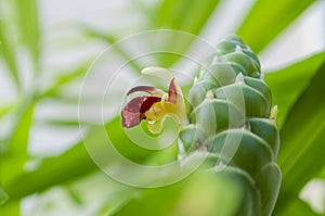 Close-up Of Ginger Blossom