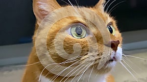 Close-up of a ginger cat with big green eyes. Sniffs at the camera