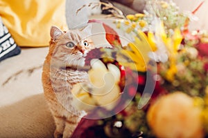 Close up of ginger cat esthete looks at autumn colored bouquet of flowers put in vase at home. Curious pet enjoys blooms