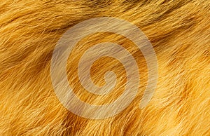 Close-up of ginger cat fur for texture or background