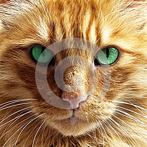 Close up of a ginger cat with green eyes