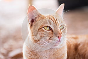 Cute ginger cat looking something