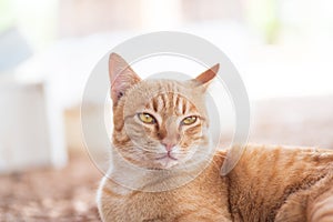 Ginger cat, cute pets