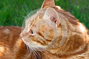 Close-up of ginger cat lying on grass in garden, enjoying sunlight