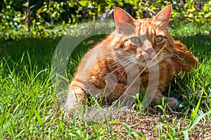 Close-up of ginger cat lying on grass in garden, enjoying sunlight