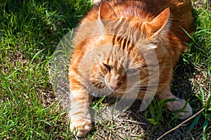Close-up of ginger cat lying on grass in garden, enjoying sunlight