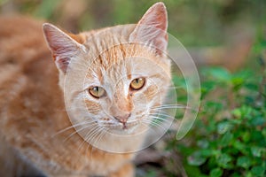 Close-up of a Ginger Cat in Nature