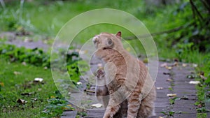 Close-up of a ginger cat. He sits with a stern look and scratches his neck with his paw