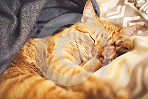 Close-up of a ginger cat sleeping on a bed