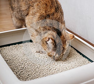 Close-up of a ginger cat sniffing a bulk litter.