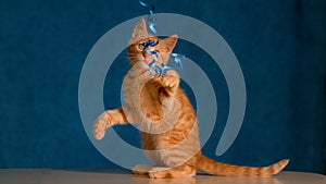 CLOSE UP: Ginger colored tabby kitten is teased by its owner with a washi tape.