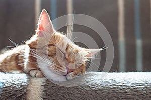 Close-up of ginger fluffy cat at home relaxing