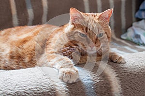 Close-up of ginger fluffy cat at home relaxing
