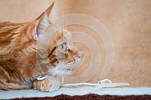 Close-up of ginger fluffy cat at home relaxing