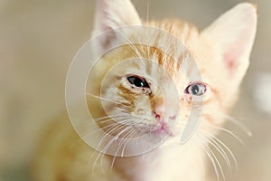 Close up of ginger kitten face