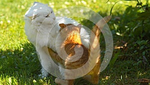 CLOSE UP: Ginger kitty plays with a larger cat with beautiful long white coat.