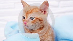 Close up ginger tabby curious kitten sits in a blue blanket in basket and looks around. Pets concept